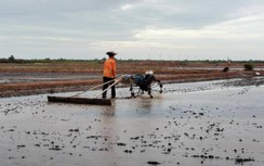 Diêm dân Bạc Liêu đứng ngồi không yên, thấp thỏm lo mưa trái mùa