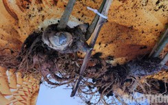 Củ sâm Ngọc Linh 20 năm tuổi được đấu giá 250 triệu đồng