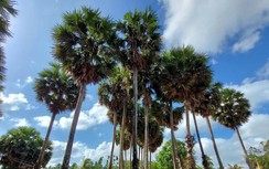 Đẹp nao lòng ngôi chùa cổ Sóc Trăng với vườn thốt nốt trăm năm tuổi