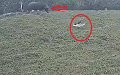 Chủ trâu húc vỡ gan nữ tài xế xe máy ở Hà Nội có bị xử lý?