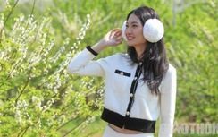 Du khách nườm nượp đổ về Mộc Châu săn hoa mận dịp cuối tuần