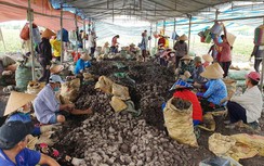 "Vương quốc khoai lang" chuẩn bị xuất lô hàng đầu tiên sang Trung Quốc