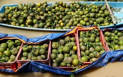 80.000 tấn cam sành tồn đọng ở Vĩnh Long sẽ bán cho ai?