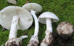 Cảnh báo vào “mùa” ngộ độc nấm chứa độc tố