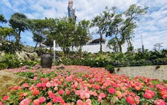 Núi Bà Đen hóa thiên đường hoa vạn người mê