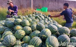 Mùa dưa hấu "đắng"