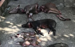 "Lâm tặc" chém trọng thương 3 cán bộ kiểm lâm Vườn quốc gia Cát Tiên