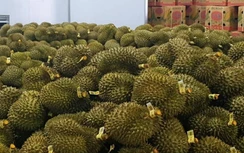 Giá tăng vọt, dân lại đua trồng sầu riêng xuất Trung Quốc