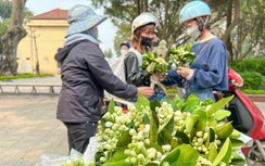 Tháng Ba về, hoa bưởi tràn xuống phố Thủ đô