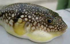 Người đàn ông ở Sóc Trăng tử vong sau bữa nhậu với cá nóc