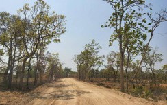 Gia Lai yêu cầu kiểm tra việc người dân tự mở đường trong rừng