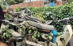 Phạt mạnh nồng độ cồn: Bãi giữ xe vi phạm quá tải, cỏ dại phủ đầy