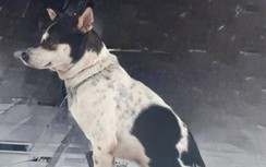 Trong cùng buổi chiều, liên tiếp 3 người ở Cà Mau bị chó dại tấn công