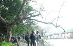 "Cụ" sưa quý chết khô ở hồ Gươm, tiềm ẩn nguy hiểm cho du khách