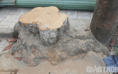 Quảng Ngãi chặt, bứng hàng chục cây xanh trên phố để làm cống thoát nước