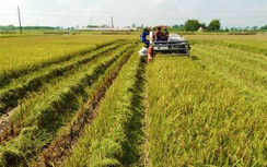 VietinBank đẩy mạnh cho vay thu mua, kinh doanh thóc, gạo