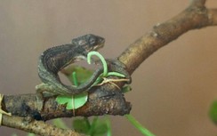 Nga: Phát hiện cóc, rết, tắc kè… trong hành lý hành khách tại sân bay