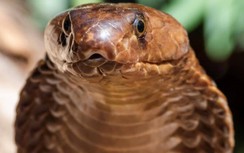 Đang điều khiển máy bay, nam phi công bị rắn hổ mang độc bò lên người