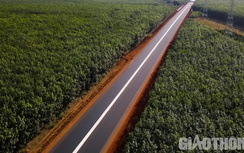 Video: Vượt đồi đá, bám rừng già thông tuyến cao tốc Phan Thiết - Dầu Giây