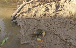 Chủ tịch tỉnh Cà Mau chỉ đạo “nóng” vụ cua chết hàng loạt