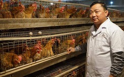 Chuyện làm giàu của “doanh nhân gà” biên viễn