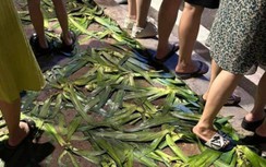 Hàng cây nát tươm sau đêm khai trương phố đi bộ ở Hải Dương