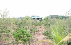 Kon Tum: Kê khống đền bù hơn 10,7 tỷ đồng, 3 cán bộ bị bắt