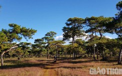 Kỷ luật Đảng nguyên giám đốc, phó giám đốc và nhiều cán bộ Sở TN&MT Gia Lai