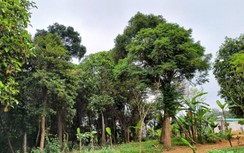 Kỳ lạ rừng gỗ quý giữa làng, hàng trăm năm không ai xâm phạm