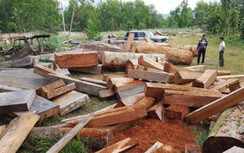 Một đảng viên bị khai trừ vì cầm đầu vụ phá rừng ở Gia Lai