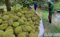 Cận cảnh mùa thu hoạch sầu riêng ở miền Tây