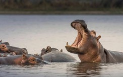 Va chạm hà mã, ca nô bị lật khiến 1 người thiệt mạng, 23 người mất tích