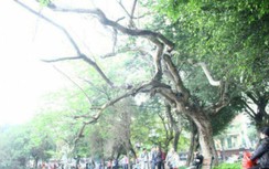Chặt hạ 3 cây sưa chết khô ở hồ Hoàn Kiếm sau phản ánh của Báo Giao thông
