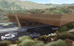 Mỹ chi 350 triệu USD xây cầu cho động vật ngăn tai nạn