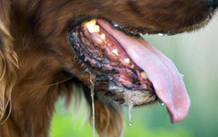 Sau 3 tháng bị chó nhà cắn, một phụ nữ phát bệnh dại, tử vong