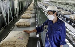 Bất động sản ảm đạm, tiêu thụ xi măng giảm sâu