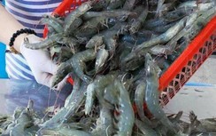 Chi phí tăng, giá bán giảm, người nuôi tôm ở Bạc Liêu lao đao
