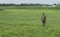 Điều tra vụ 7 con bò chết vì bả chuột ở Hải Phòng