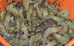 Cà Mau: Nghi vấn tôm nuôi trong ao bị đầu độc bằng thuốc trừ sâu
