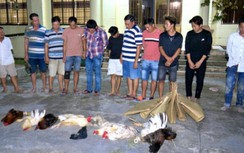 Bắt quả tang hàng chục người đá gà ăn tiền, thu giữ hàng trăm triệu