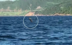 Thích thú ngắm nhìn đàn cá heo nhảy múa trên biển Đà Nẵng