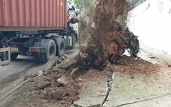 Cây cổ thụ bật gốc đè móp cabin xe container đang chạy trên đường