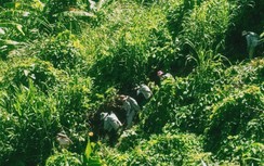 Quảng Nam: Dân băng rừng, vượt sông cõng vật liệu xây cầu treo dân sinh