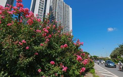 Những con đường hoa Tường Vi đẹp nao lòng ở Hà Nội