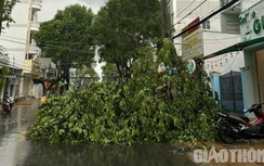 Cây xanh đổ hàng loạt sau trận mưa lớn, đường ở Sóc Trăng ngổn ngang