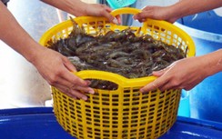 Nhiều sự kiện nổi bật tại Festival tôm Cà Mau năm 2023