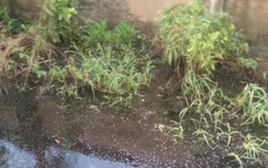 Tôm cua nuôi bị chết hàng loạt vì vỡ bờ bao nhà máy rác thải