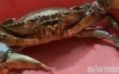 Bắt được cua khủng nặng 1,7kg ở Sóc Trăng