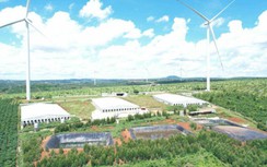 Phạt gần 1 tỷ đồng 3 trang trại heo xả thải trái phép gây ô nhiễm