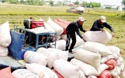 Thêm nhiều nước cấm xuất khẩu gạo, hai bộ Công thương - Nông nghiệp nói gì?